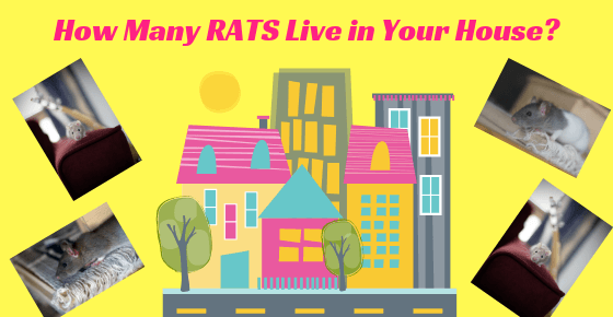 Pictures of houses in a city and photos of rats